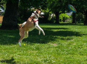 Tahoe LOVES Frisbee Now